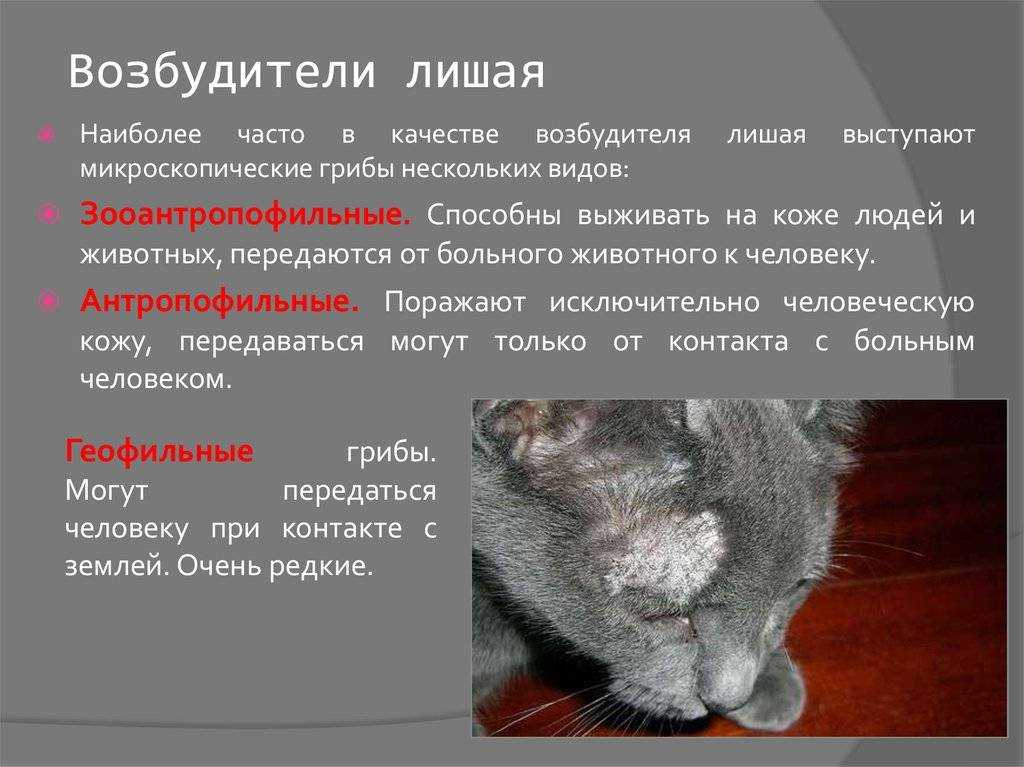 Стригущий лишай у человека. симптомы, причины, лечение для взрослых и детей :: polismed.com