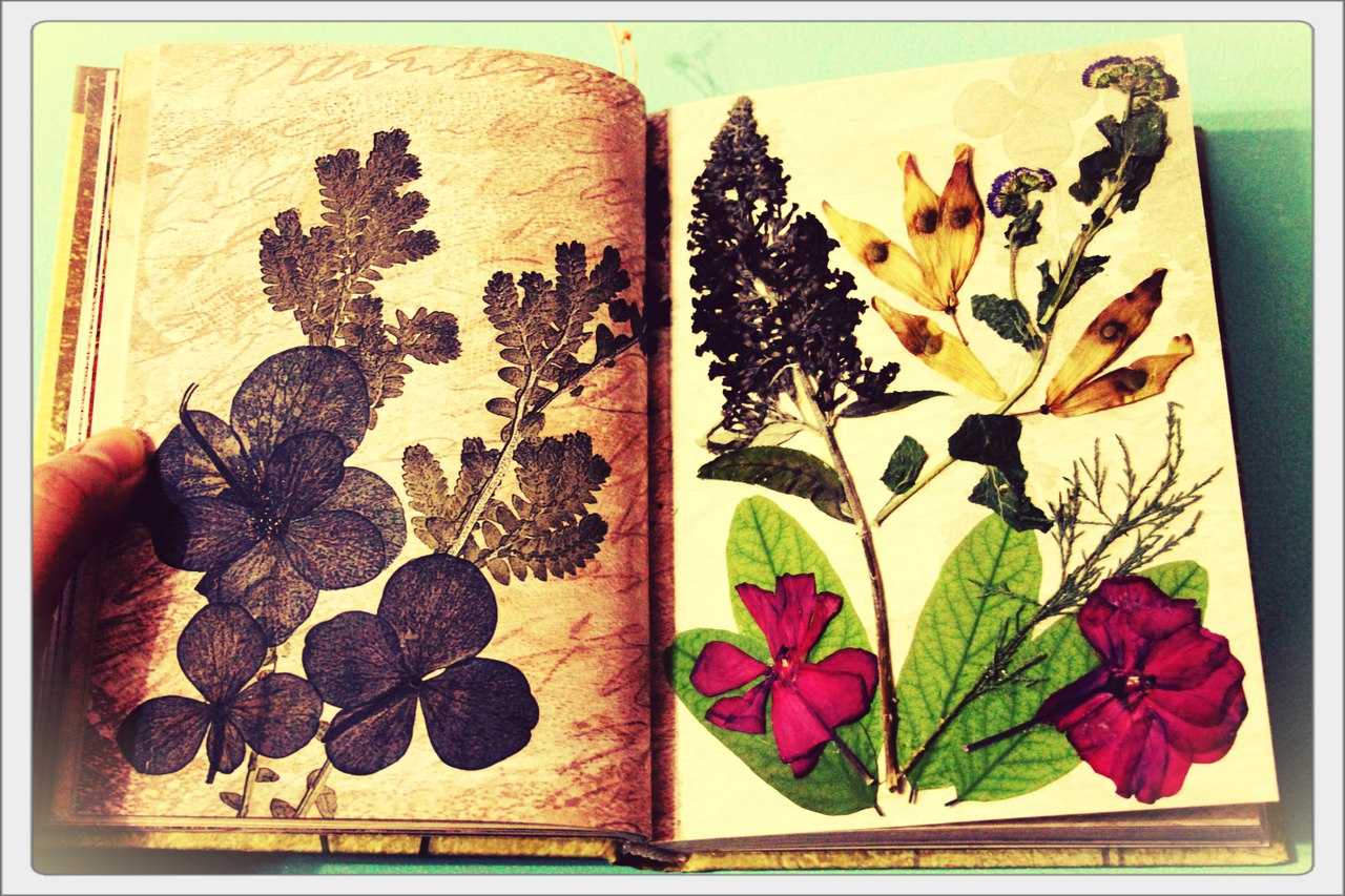 Как красиво оформить гербарий из листьев. рекомендации по сбору и монтировке гербария