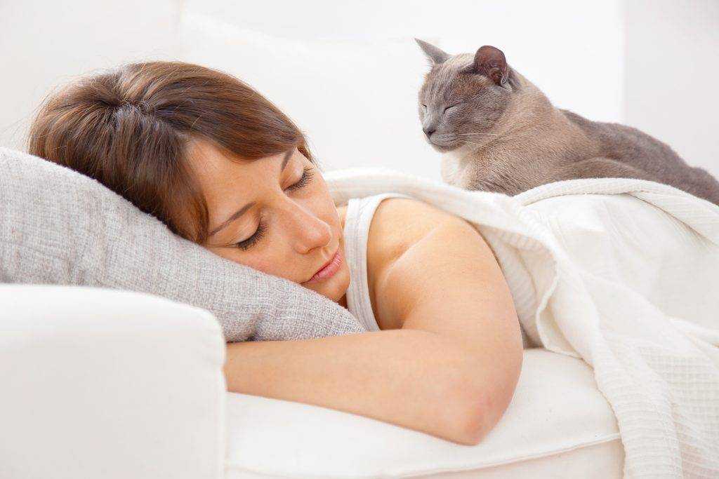 Кошка любит спать на постели своих хозяев: разрешать или нет?