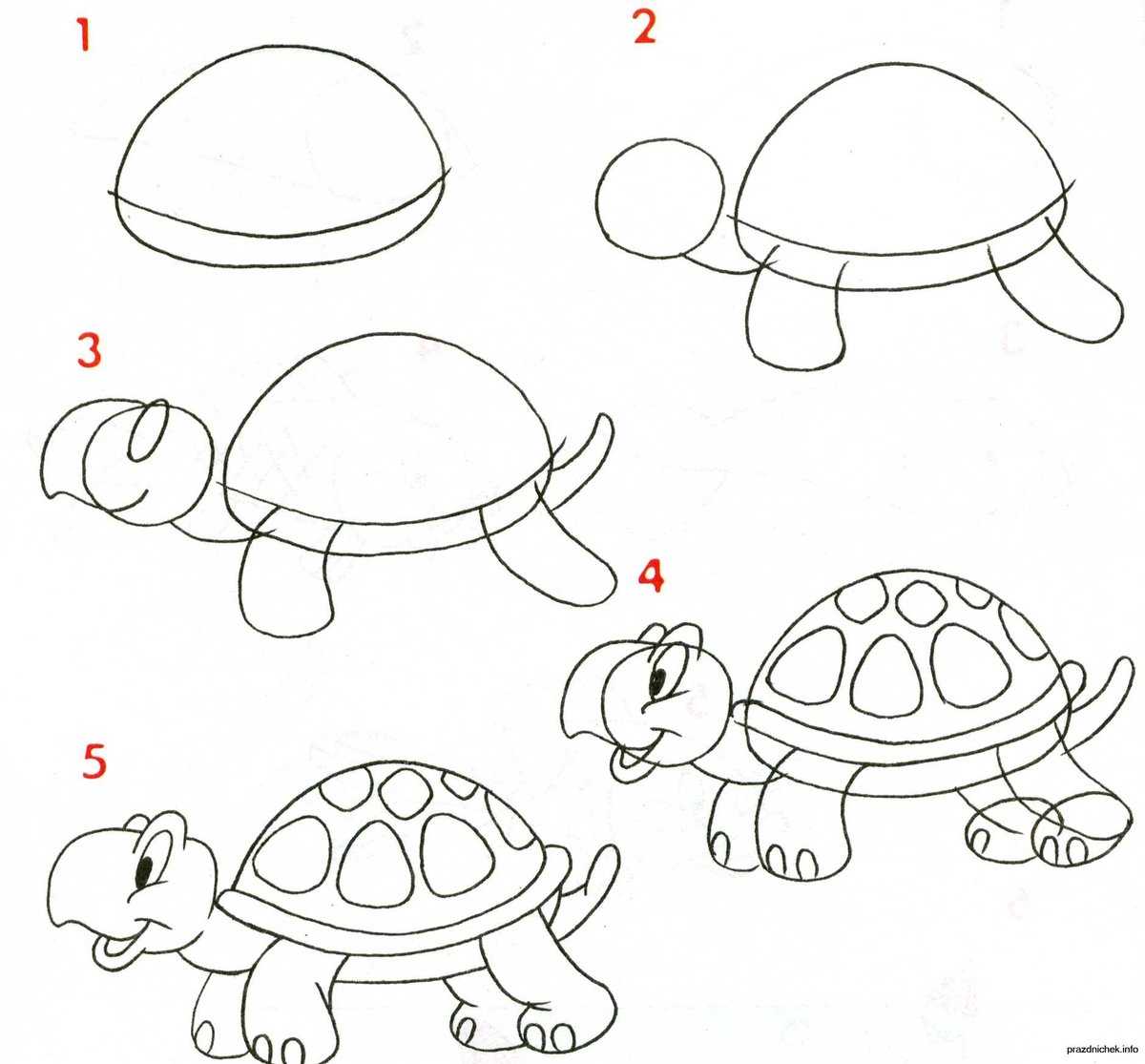 Поэтапное рисование черепахи
