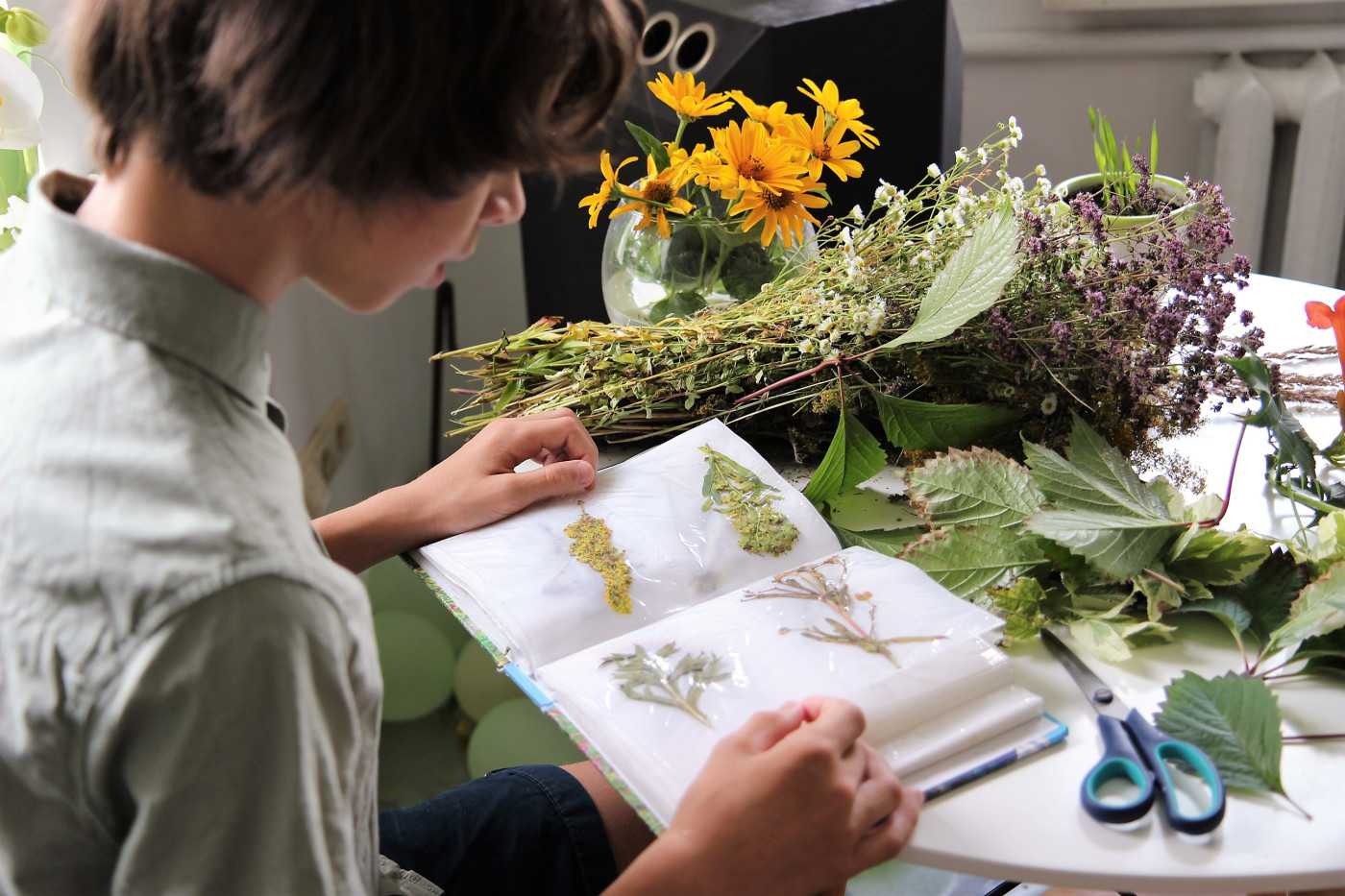 Как сделать гербарий и красиво оформить самостоятельно в домашних условиях