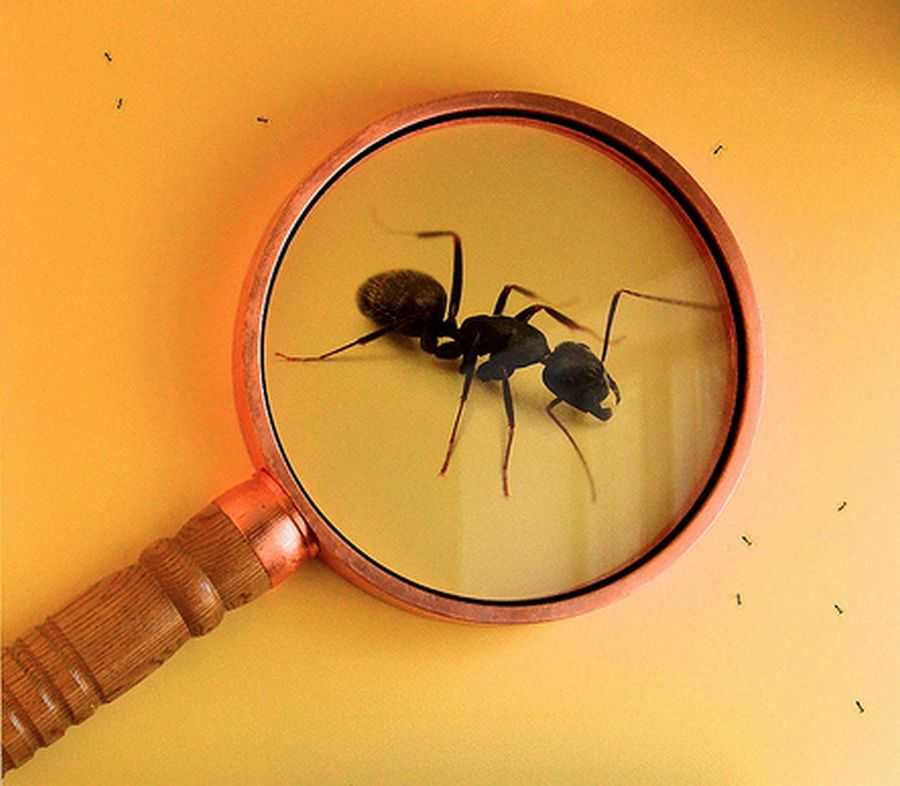 Поделка муравей из желудей для детей своими руками: пошаговая инструкция + фото с описанием