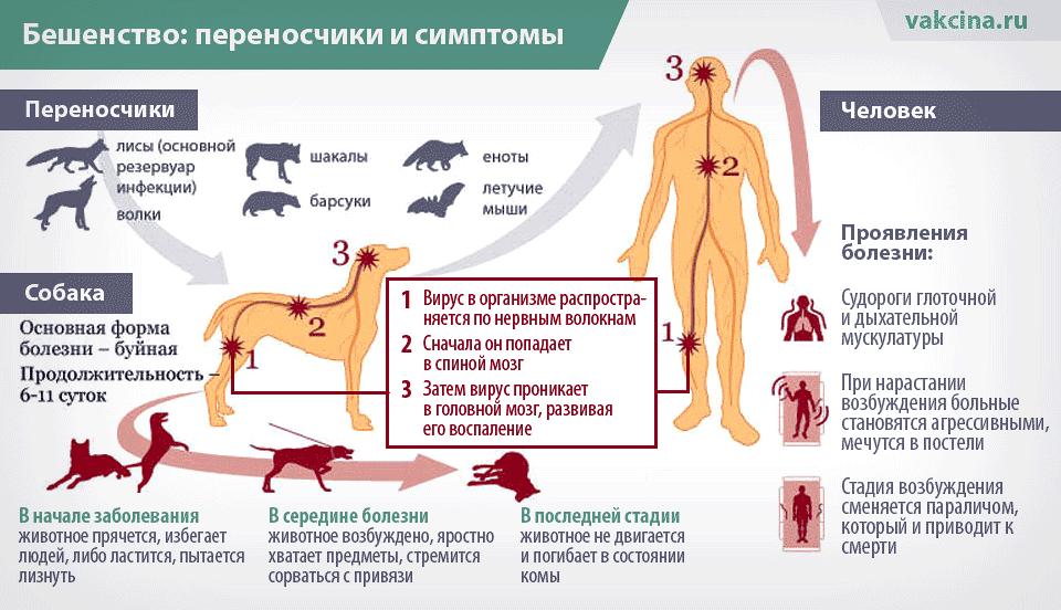 Симптомы бешенства у человека после укуса животными