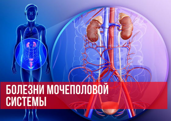 Лейкоциты в моче: норма, повышены, понижены, расшифровка