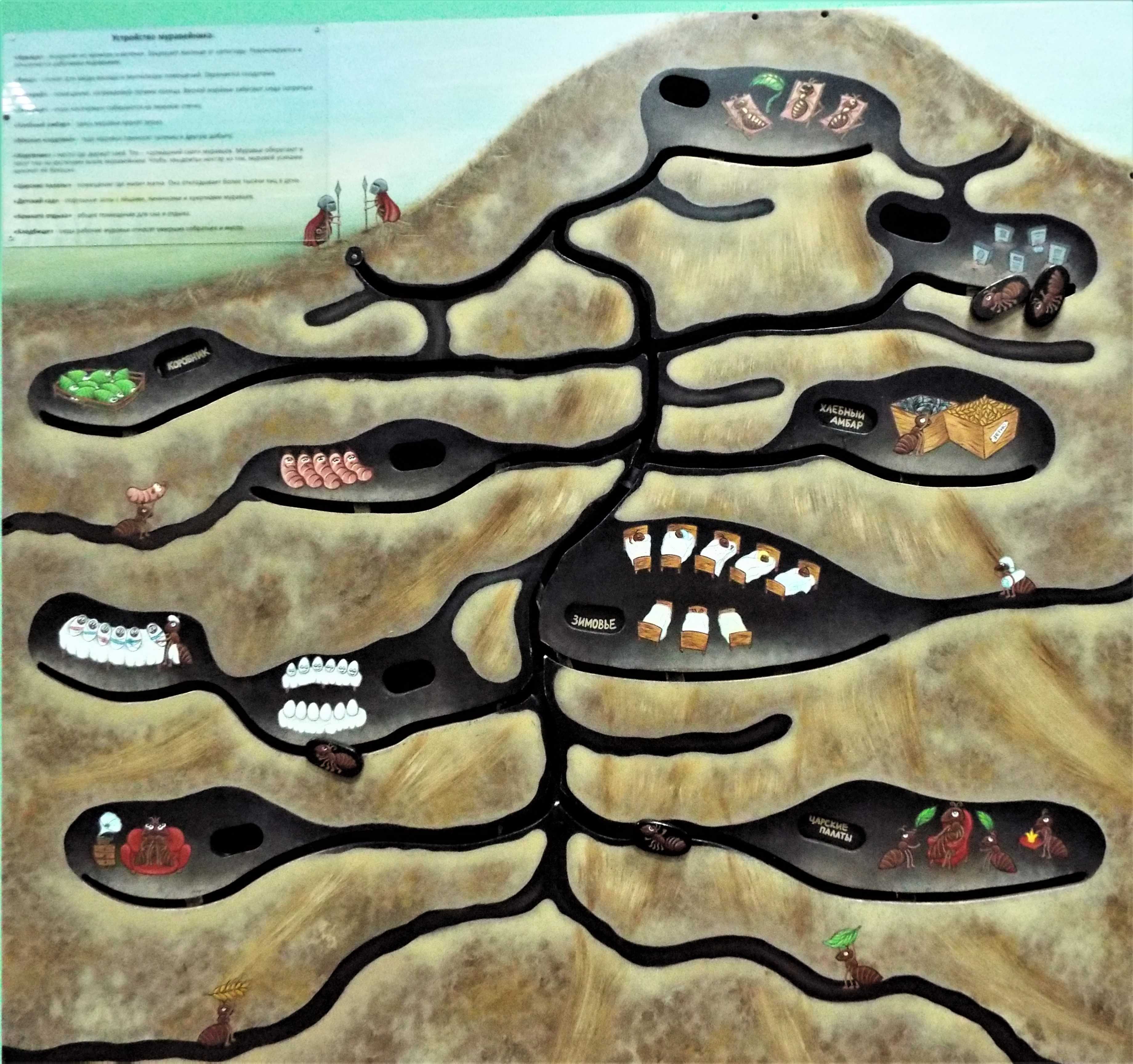 Муравейник - жилище муравьев: как устроен, виды, появление, фото