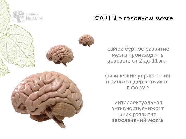 Как развить левое полушарие мозга? упражнения для развития левого полушария мозга - для взрослых и детей