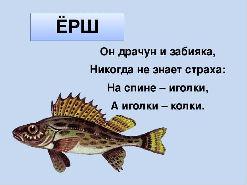 На крючок в этой реке попадается удивительная рыба окунь карась щука ерш схема