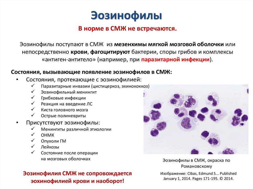 Почему могут быть повышенные лейкоциты. Норма эозинофилов в периферической крови. Лейкоцитарная формула эозинофилы повышены. Эозинофилы лейкоцитарная формула. Лейкоцитарная формула крови эозинофилы.