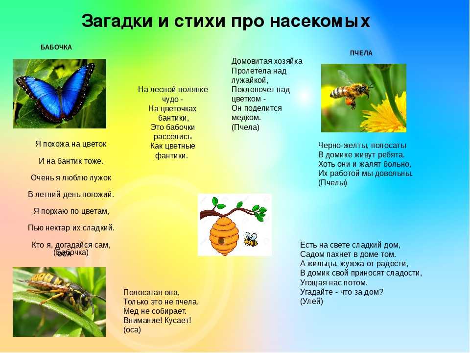Интересные факты о насекомых, для детей, дошкольников