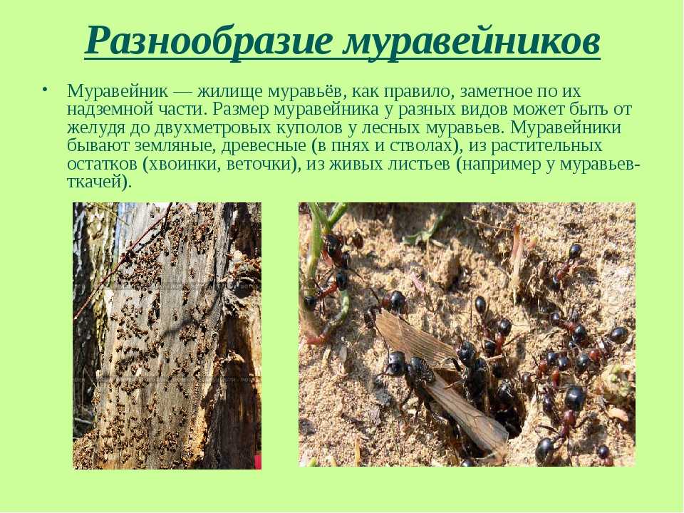 Особенности образа жизни муравьев и интересные факты о них