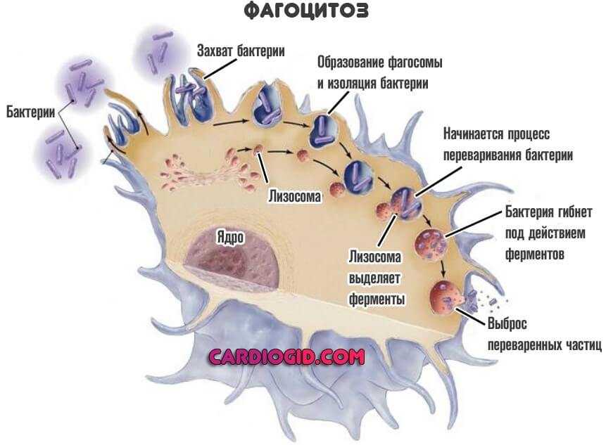 Активный фагоцитоз. Фагоциты строение. Фагоцитоз структура клетки. Лейкоциты фагоцитоз клетки. Клеточный фагоцитоз схема.