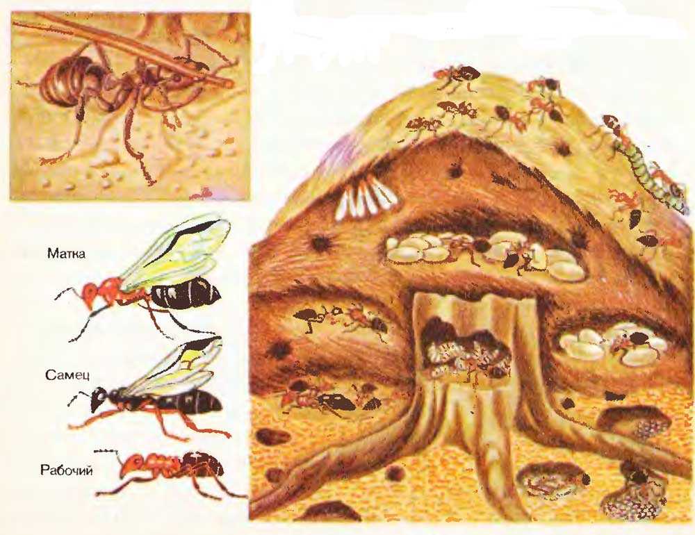 Рассказ про муравья, 1 класс. окружающий мир