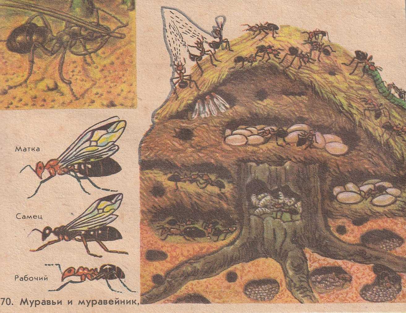 Строение муравейника лесных муравьев
