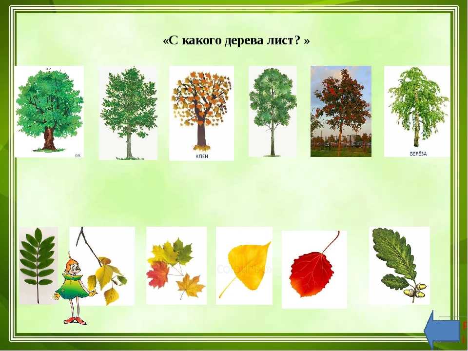 Календарь природы для детского сада: содержание и оформление