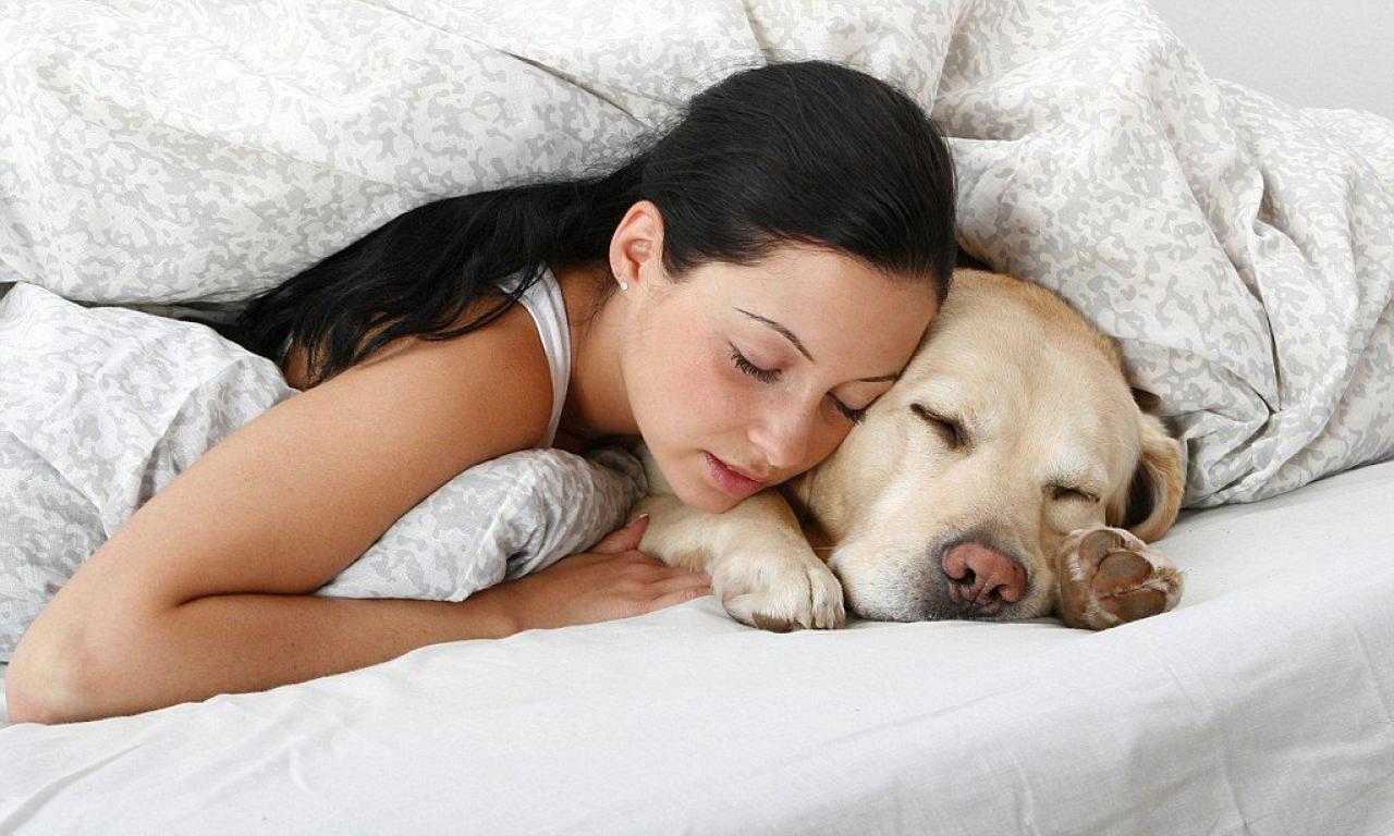 Как отучить собаку залезать на кровать?