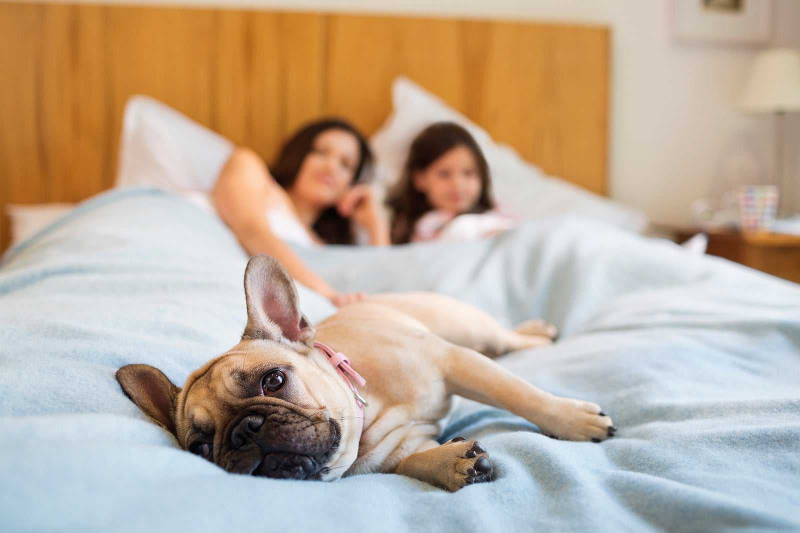 Как отучить собаку спать на вашей кровати